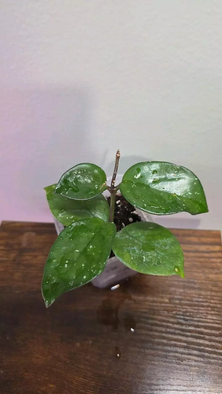 Hoya Carnosa Splash 620 thumbnail