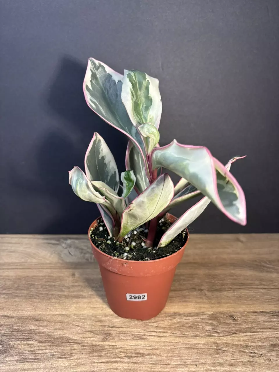 Peperomia Ginny White 4” 2982 thumbnail