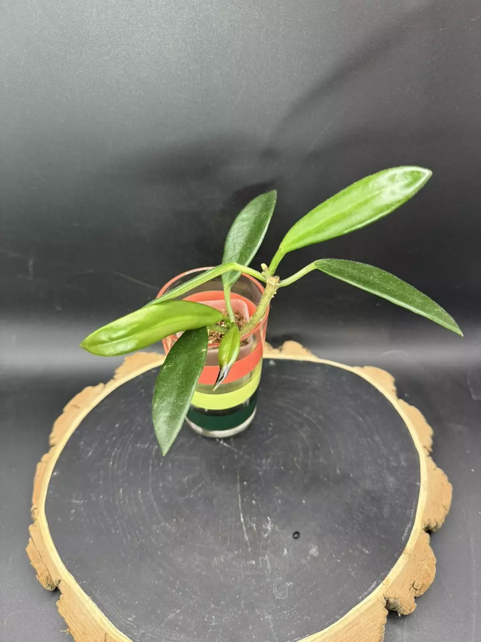 Hoya Oreogena thumbnail