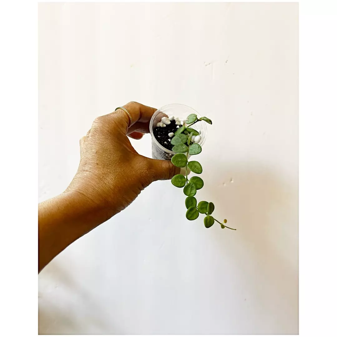 🔥 Hoya Tengchongensis thumbnail