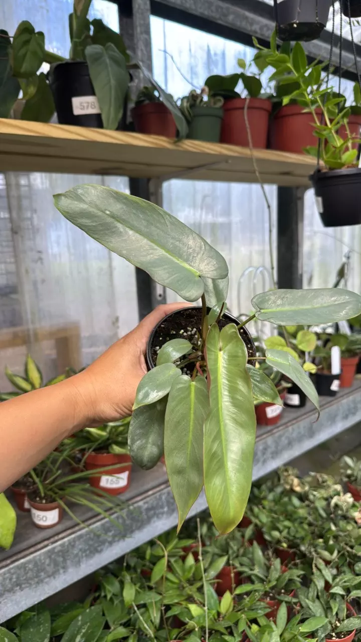 468 Philodendron Atabaponse thumbnail