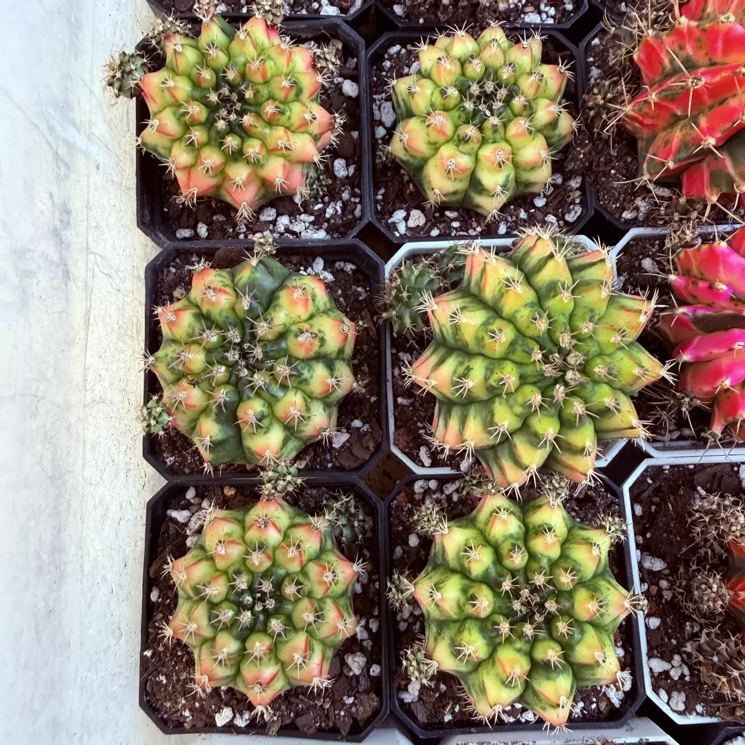 Gymnocalycium Nepali Art thumbnail