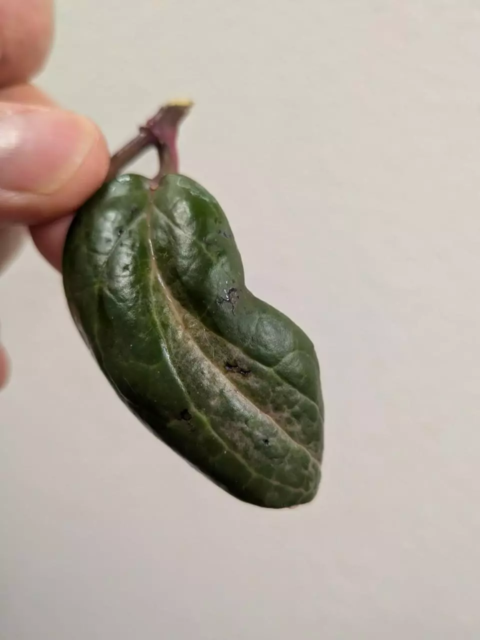 Hoya crocodile 🐊 thumbnail