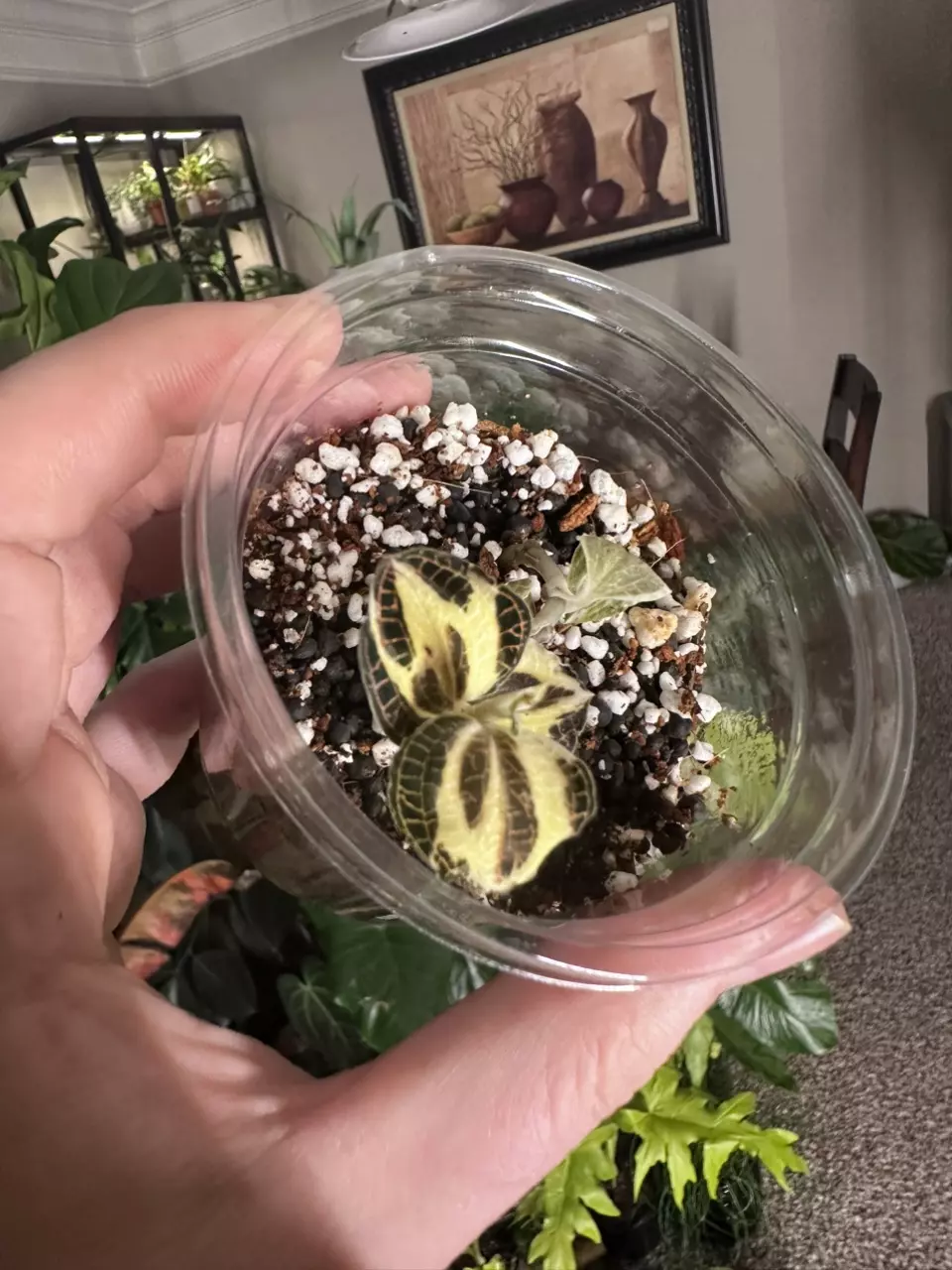 Variegated anoectochilus jewel orchid thumbnail