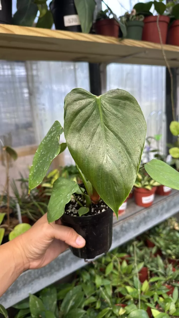 471 Philodendron Lynamii thumbnail