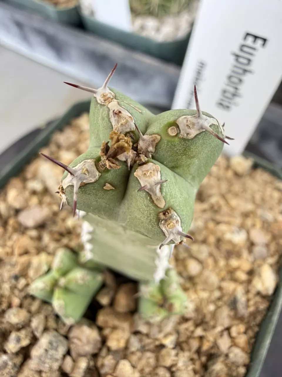 1199 Euphorbia makellensis thumbnail