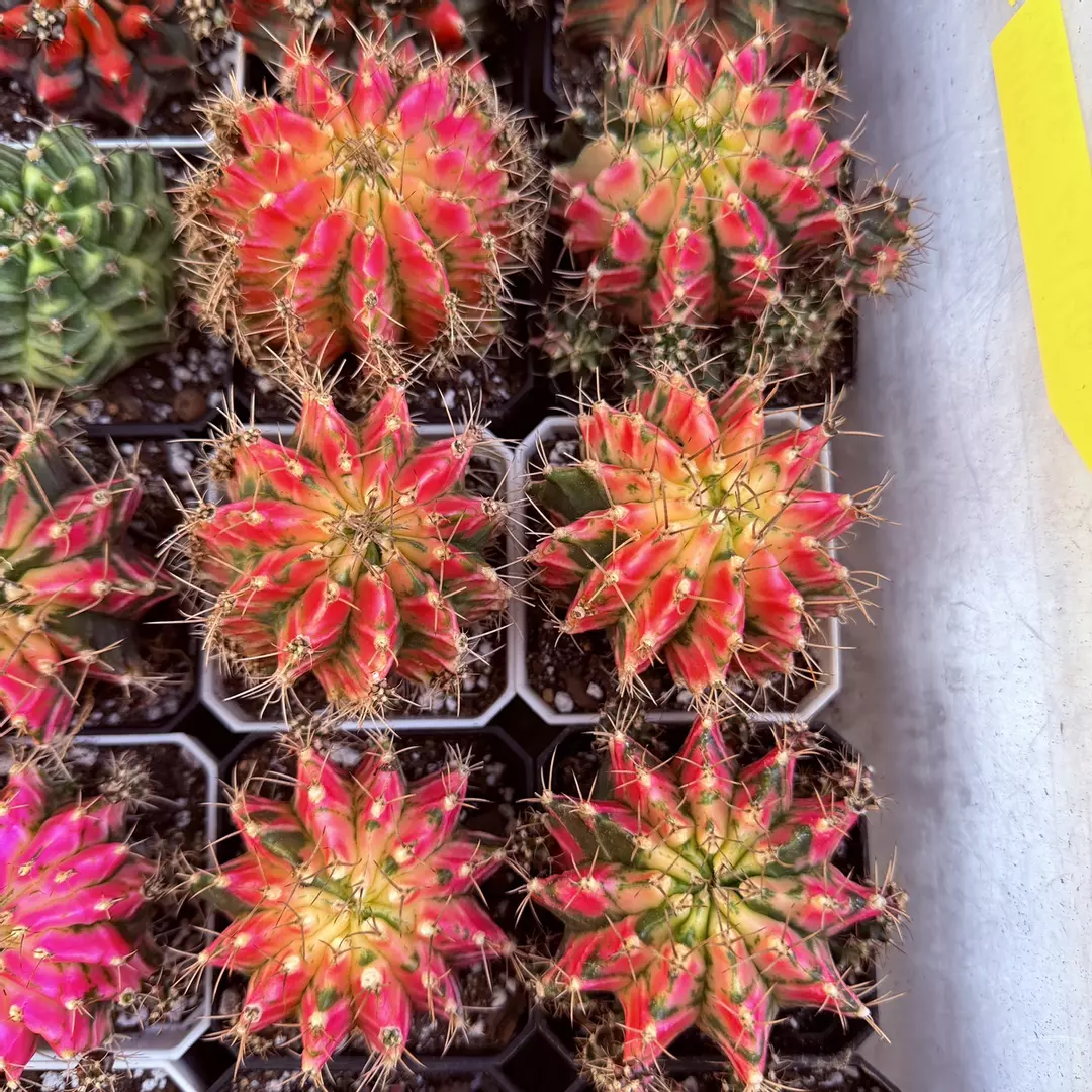 Gymnocalycium Wine Glass thumbnail