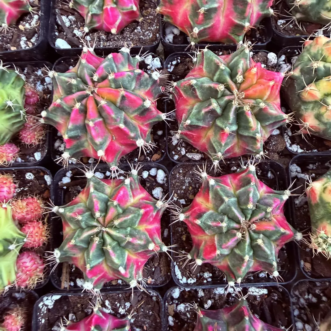 Gymnocalycium Little Rabbit thumbnail