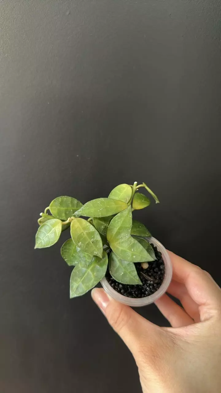 Hoya lacunosa Amarillo thumbnail