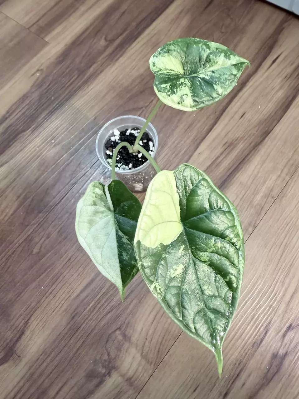 Alocasia Dragon Scale Albo thumbnail