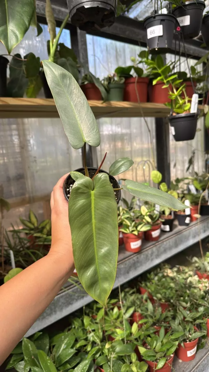 466 Philodendron Atabaponse thumbnail
