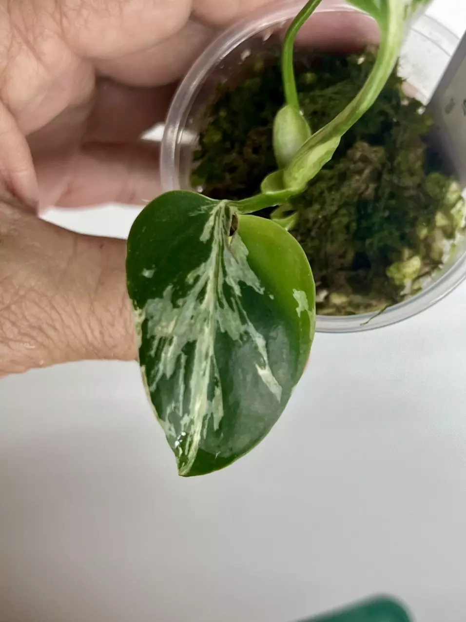 #1485-Monstera Bulbasaur thumbnail