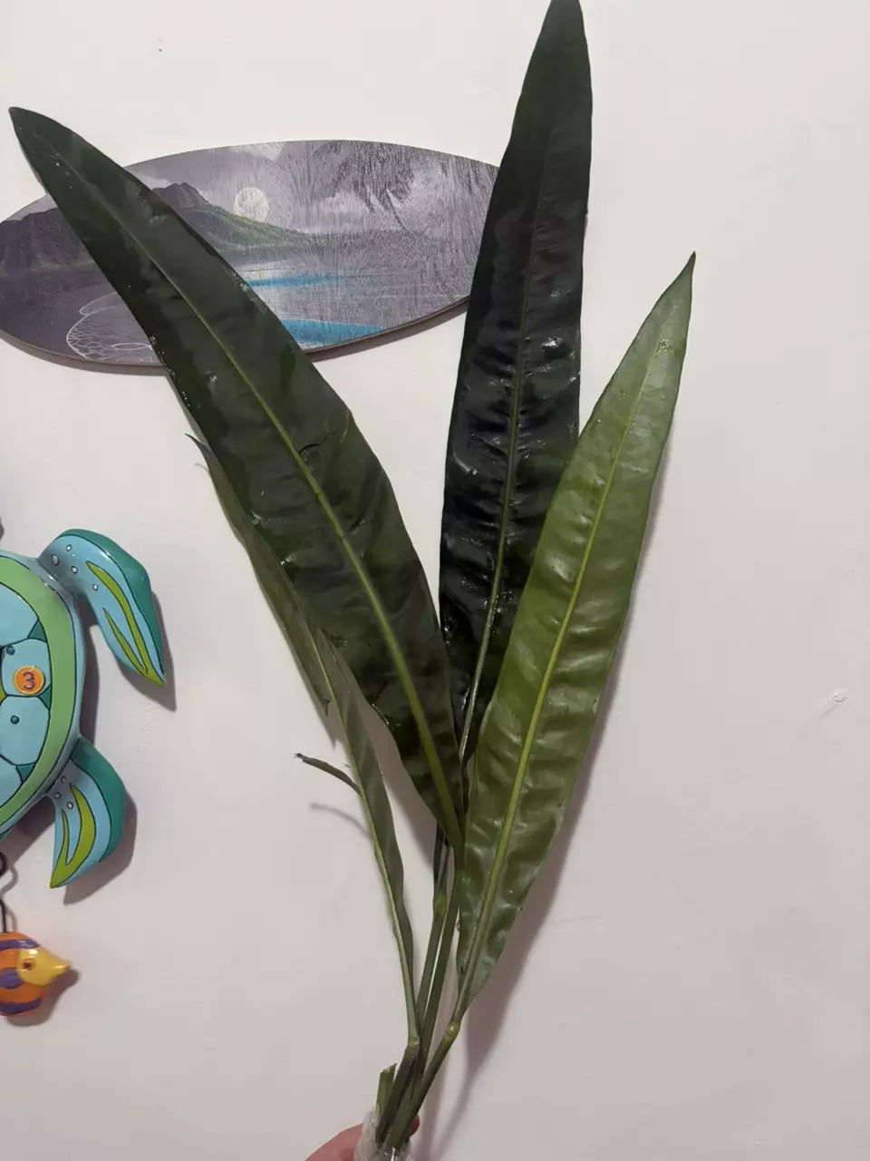 Anthurium Morona thumbnail