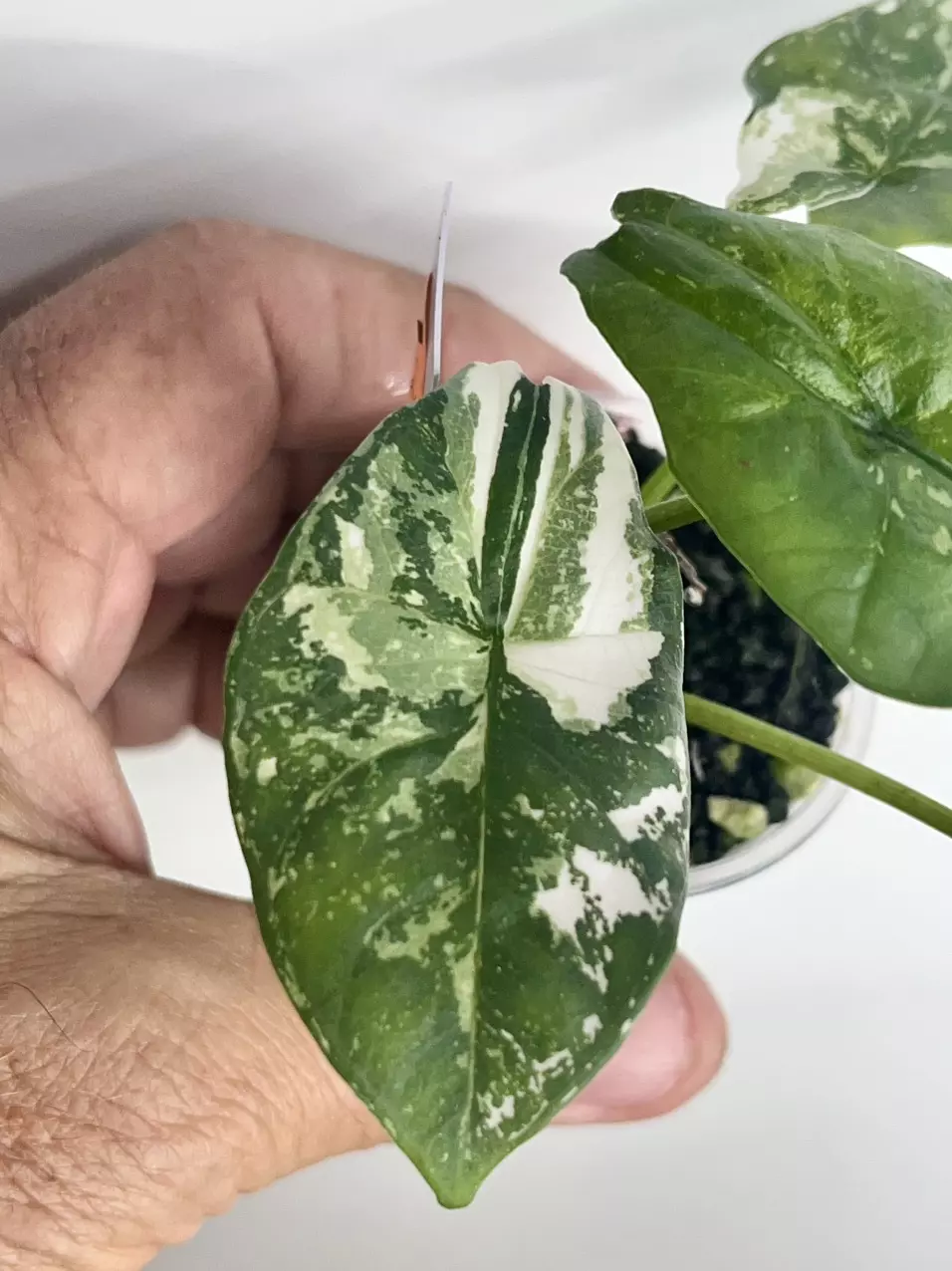 #811-Alocasia Simpo Albo thumbnail