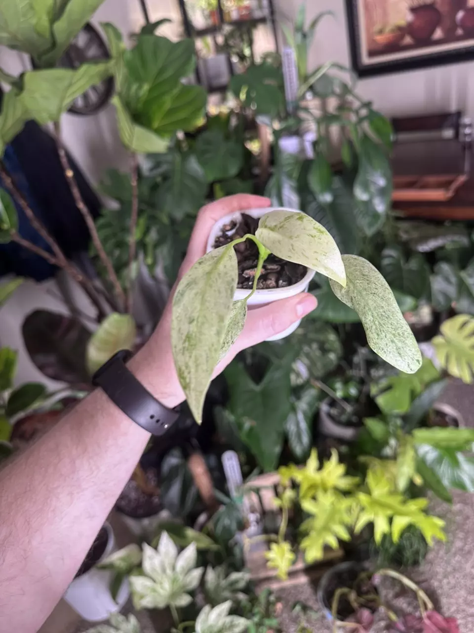 Epipremnum sp. 'Bali' thumbnail