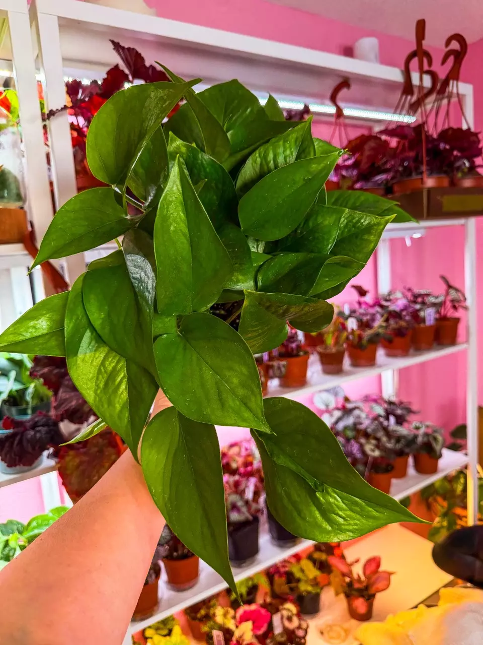 Pothos Jade 6” thumbnail