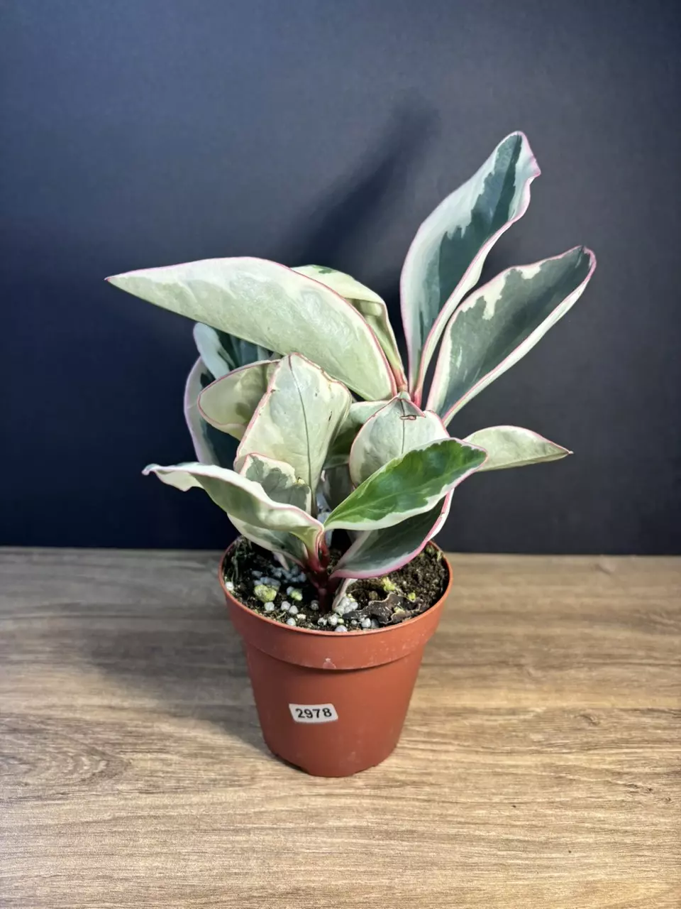 Peperomia Ginny White 4” 2978 thumbnail