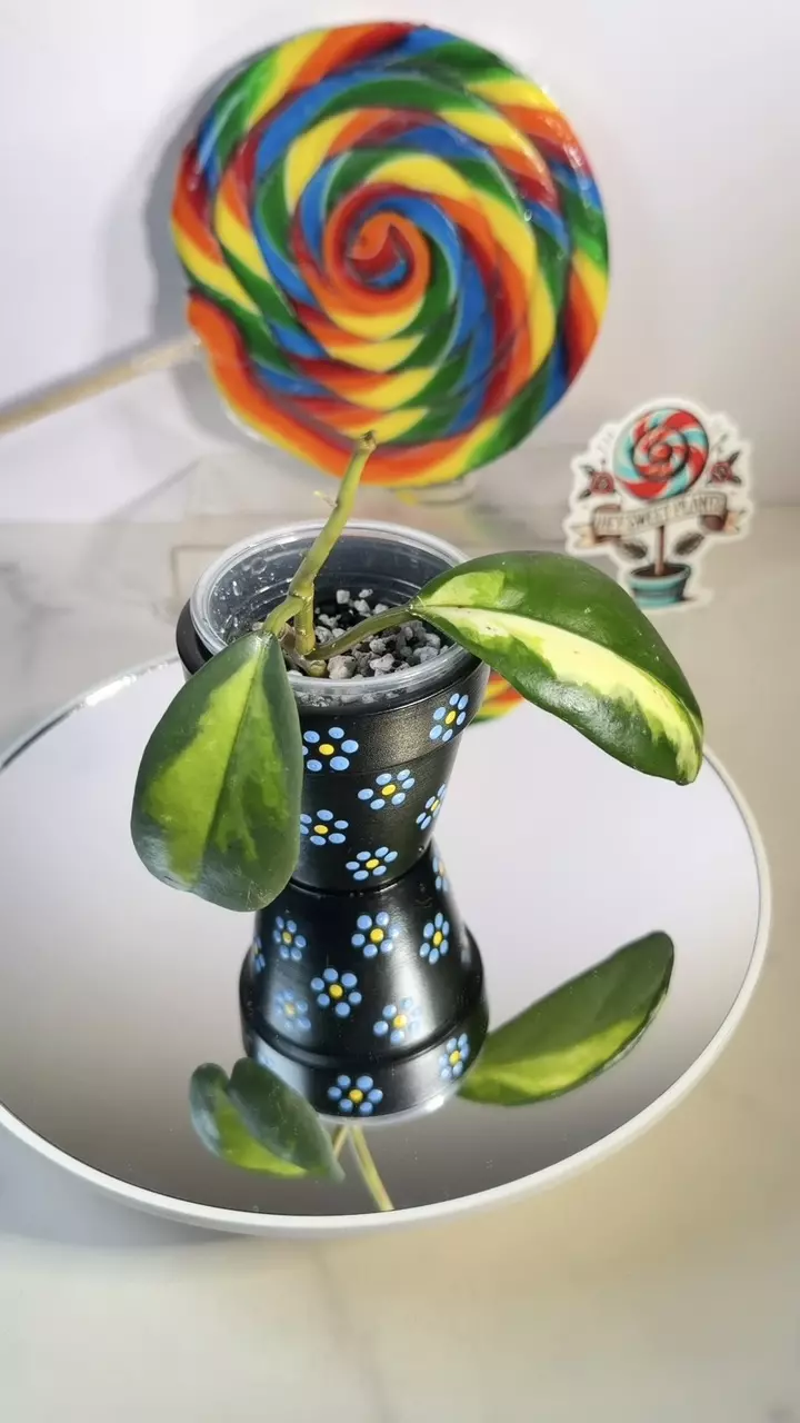 Hoya Diversifolia Maharani thumbnail