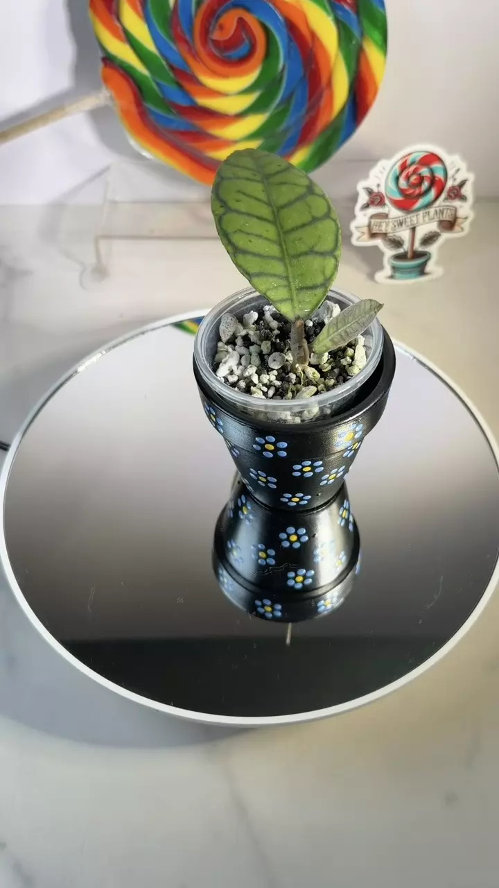 Hoya Callistophylla long leaf thumbnail