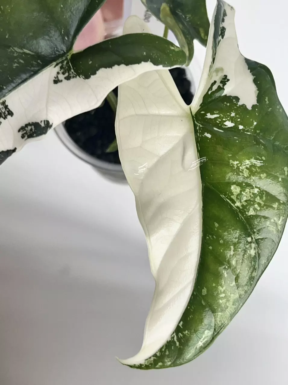 #1106-Alocasia Simpo Albo thumbnail