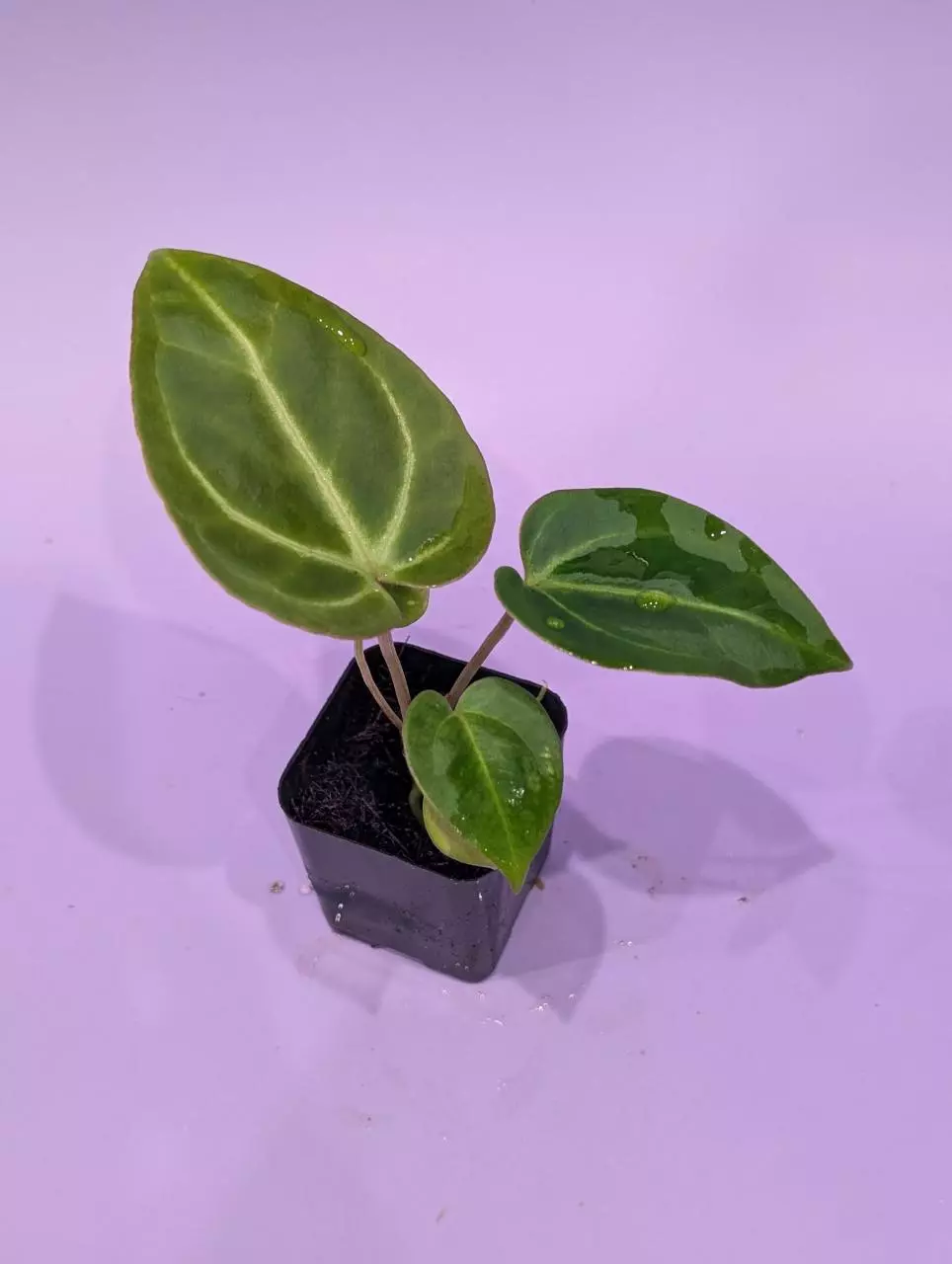 Magnificum silver x besseae aff. Prolixus (WhisperRockTropicals) thumbnail