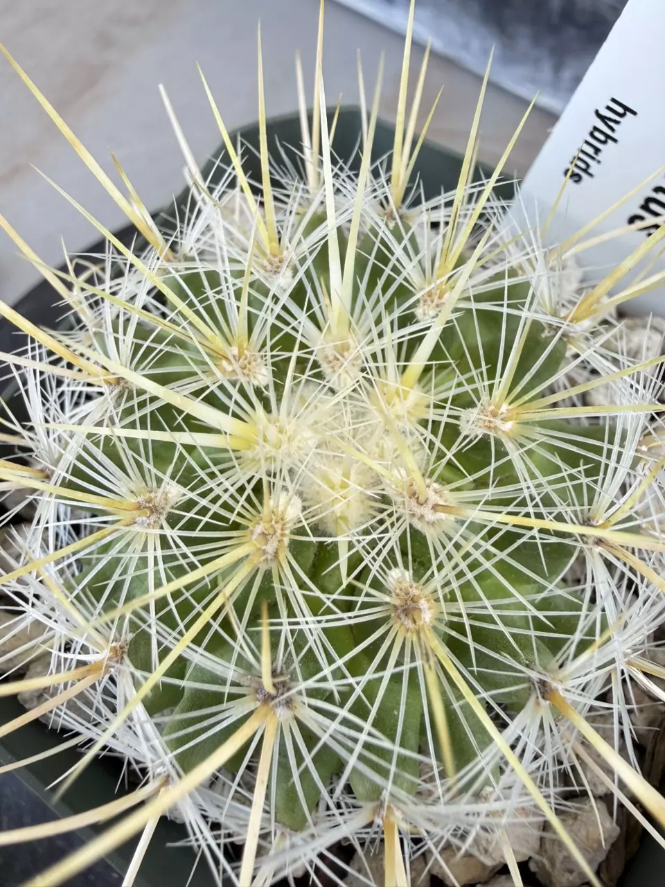 1207 Thelocactus hybrid thumbnail