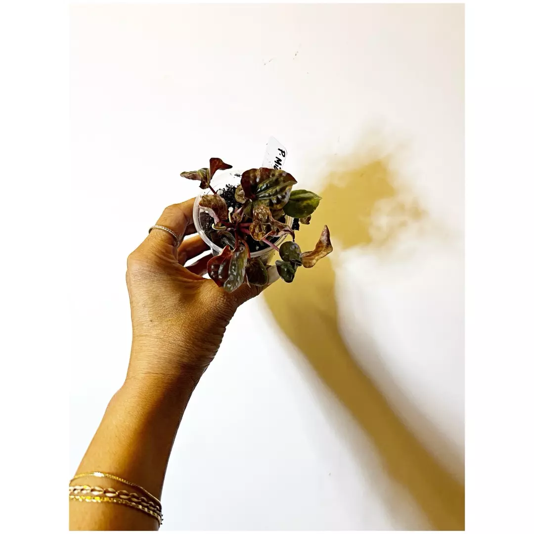 🎋Peperomia Midnight Wave - 2” thumbnail