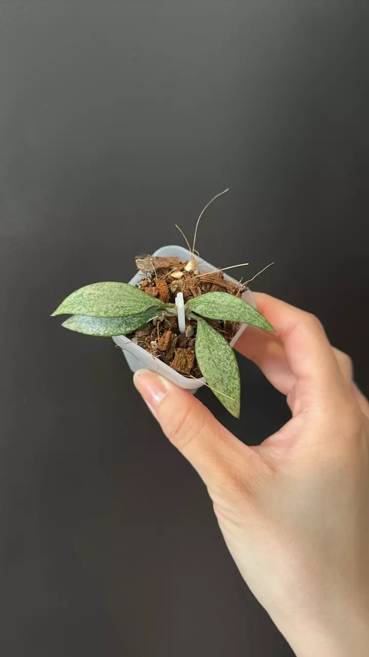 Hoya Parviflora tala 218 thumbnail