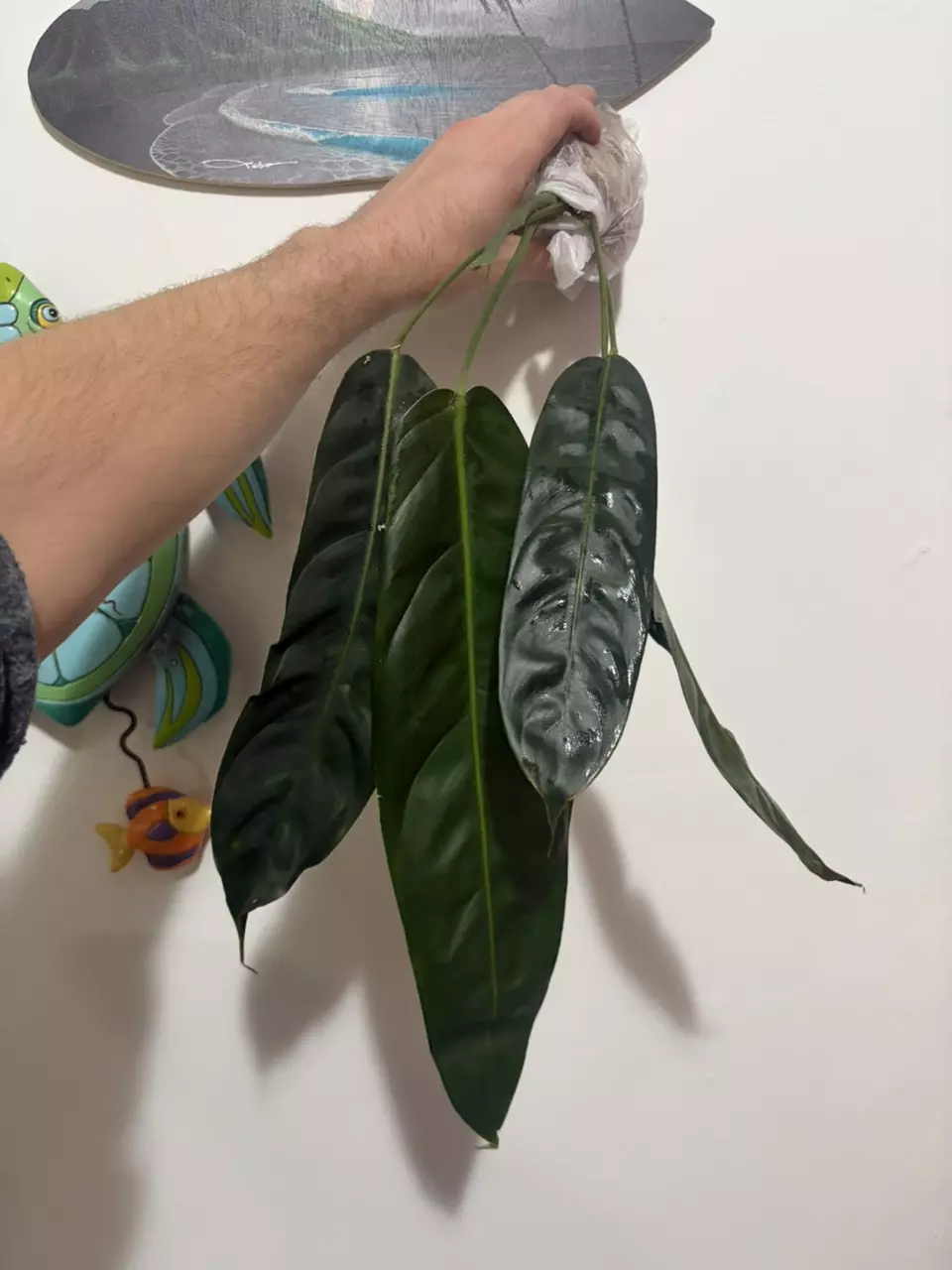 Philodendron Patriciae thumbnail