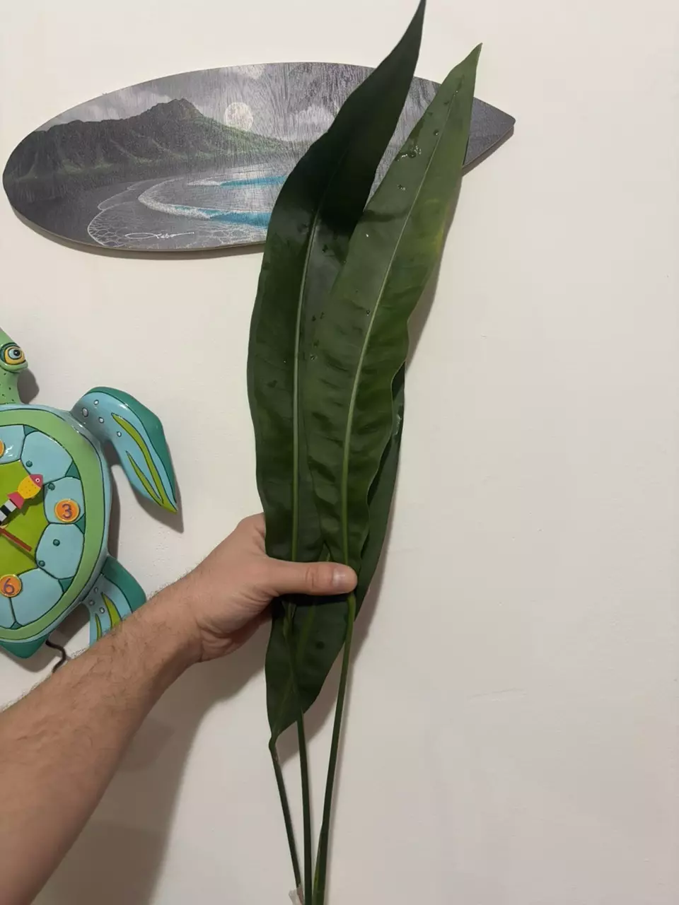 Anthurium Morona thumbnail