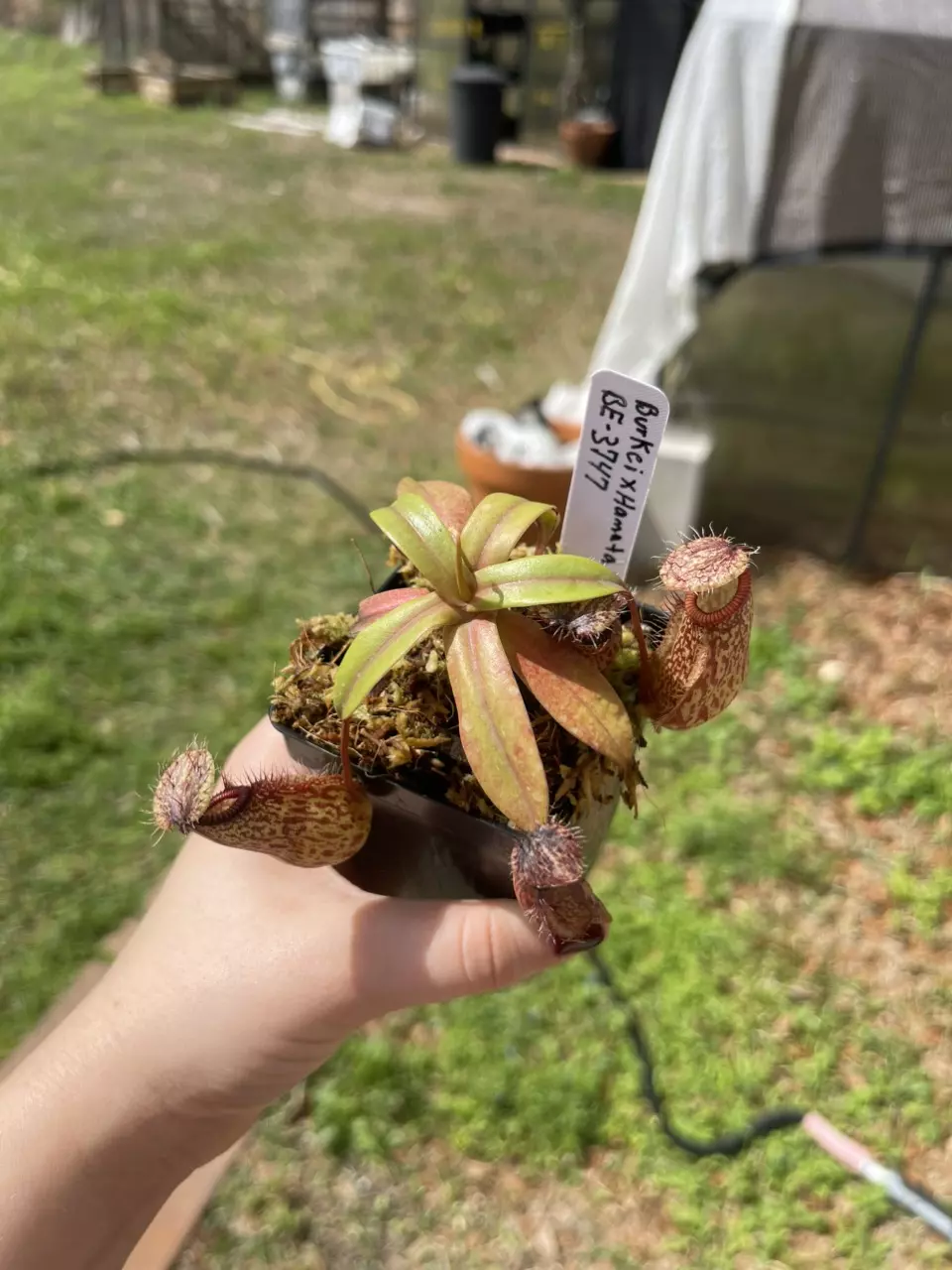 Burkei x hamata thumbnail