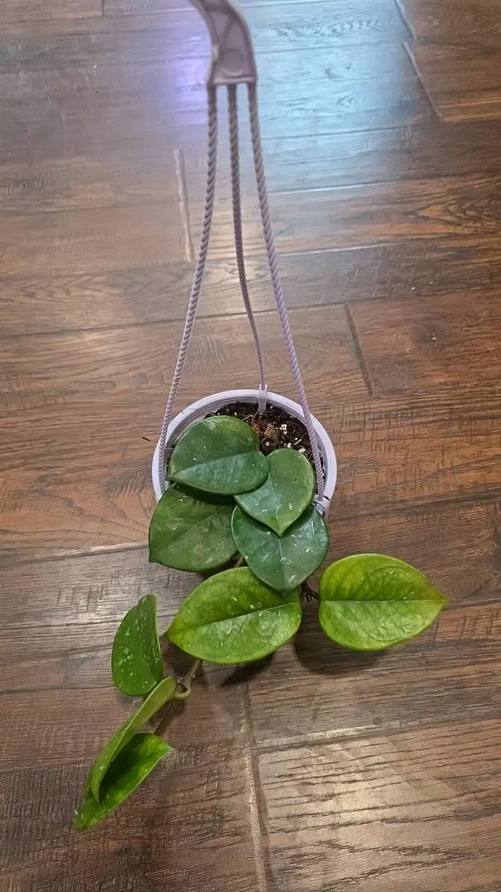 Hoya Carnosa Splash variegated hanging basket 631 thumbnail