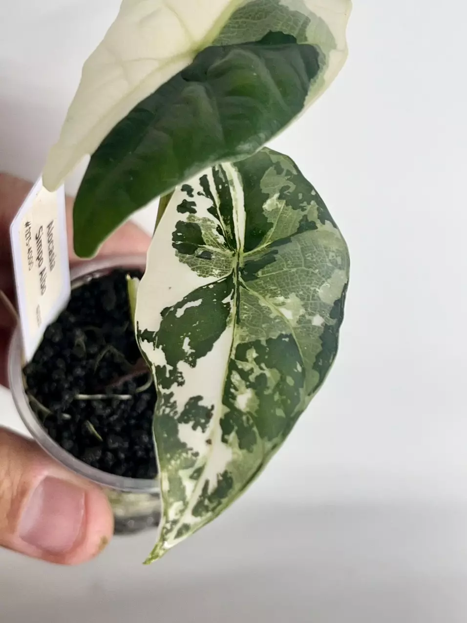 #1275-Alocasia Aimpo Albo thumbnail