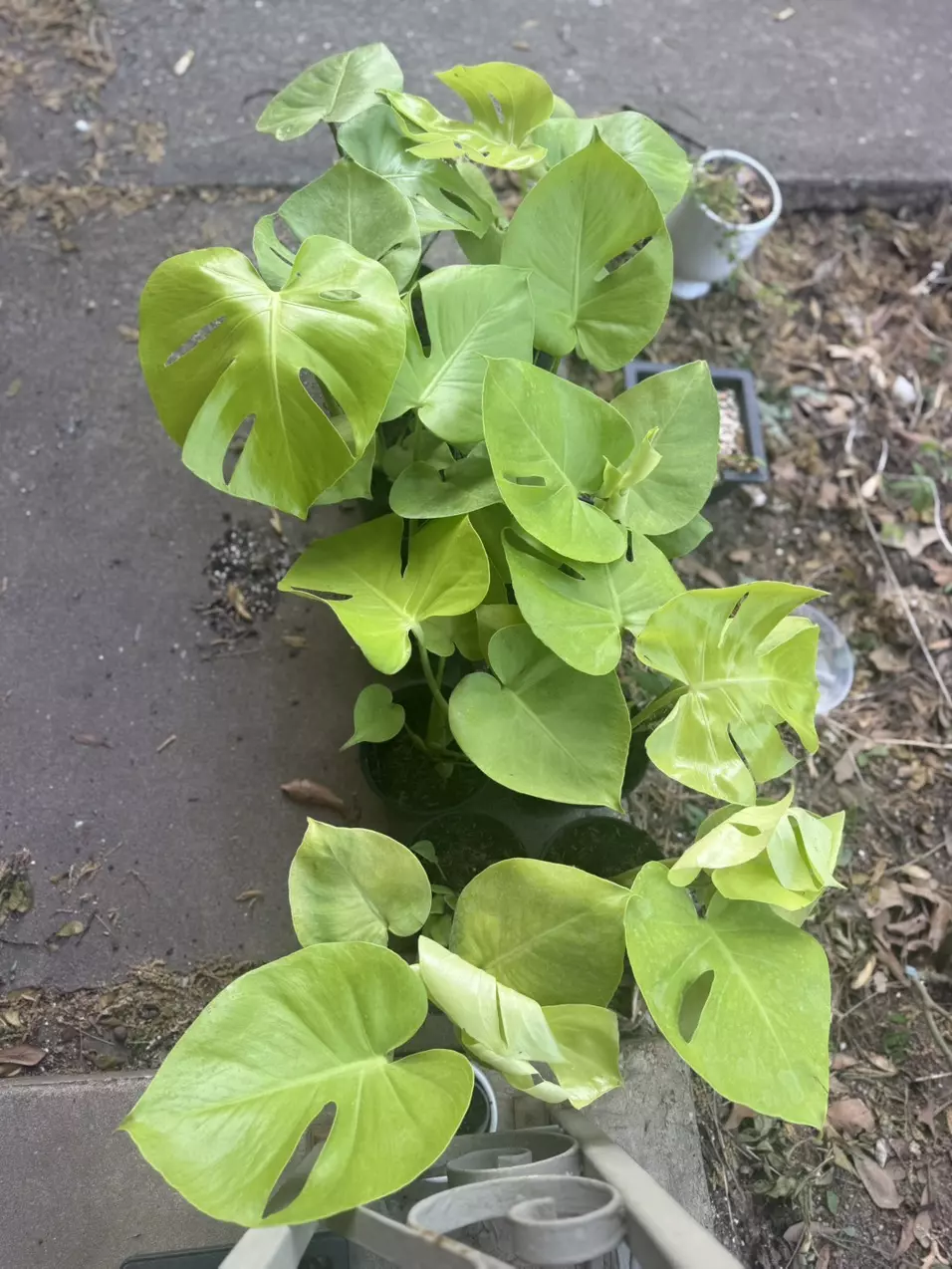 Golden Compacta / Lemon Monstera thumbnail