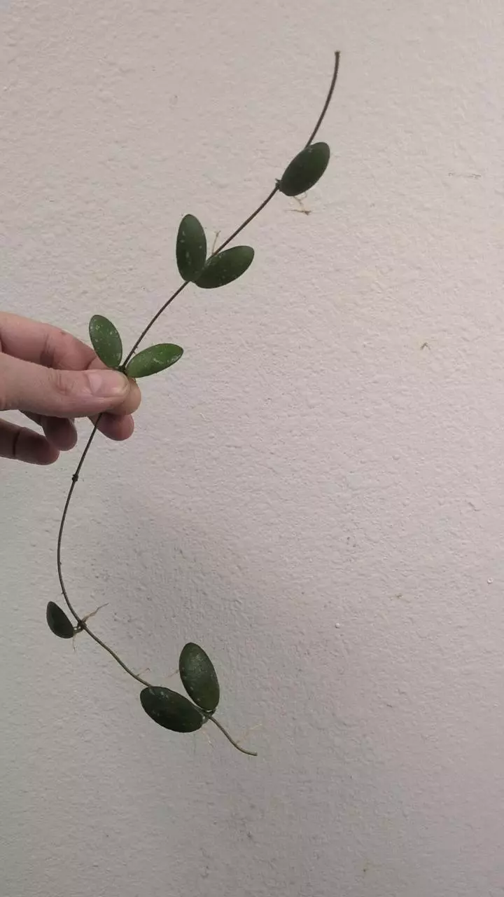 Hoya vl9 #104 thumbnail