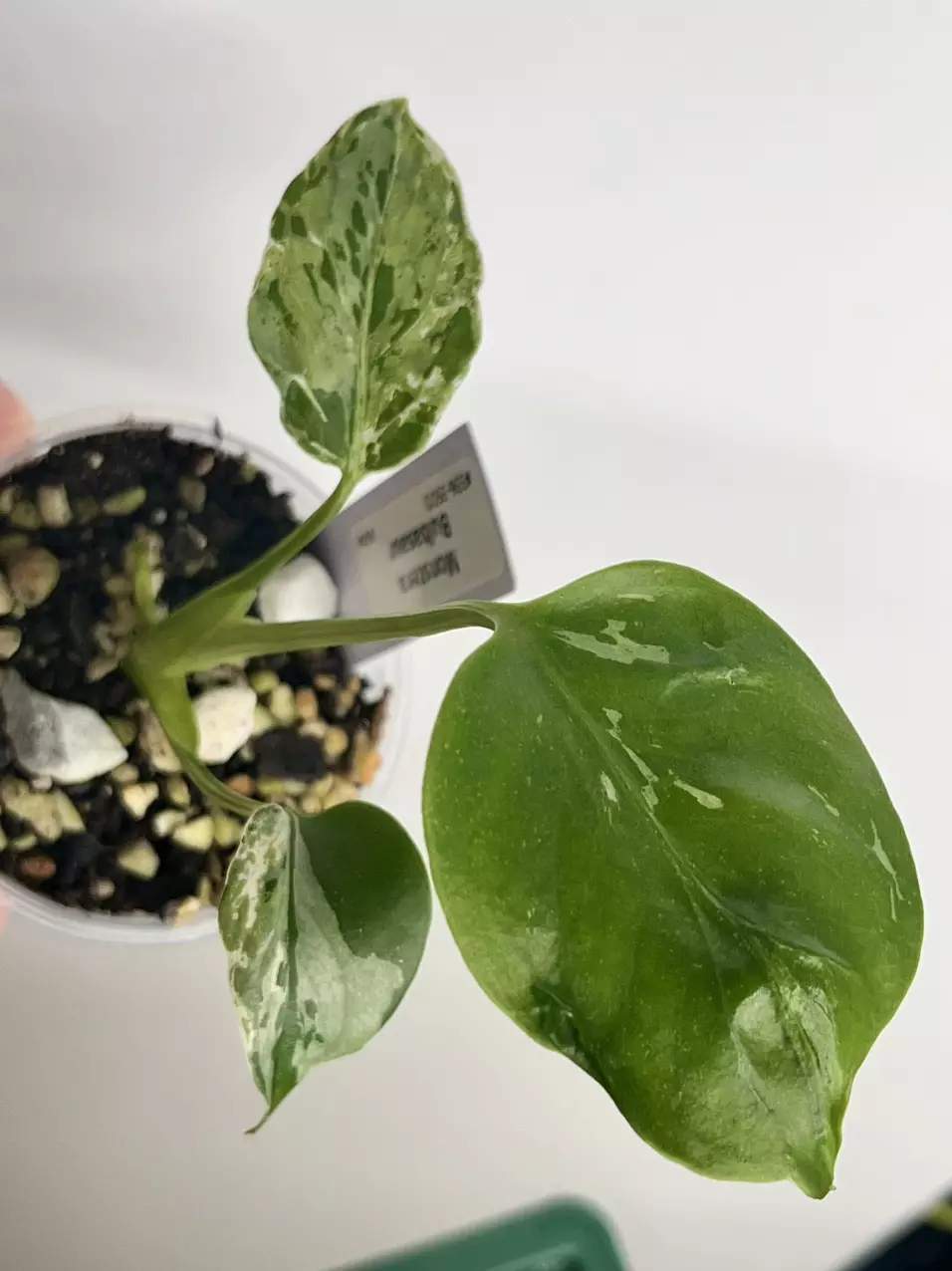 #336-Monstera Bulbasaur thumbnail