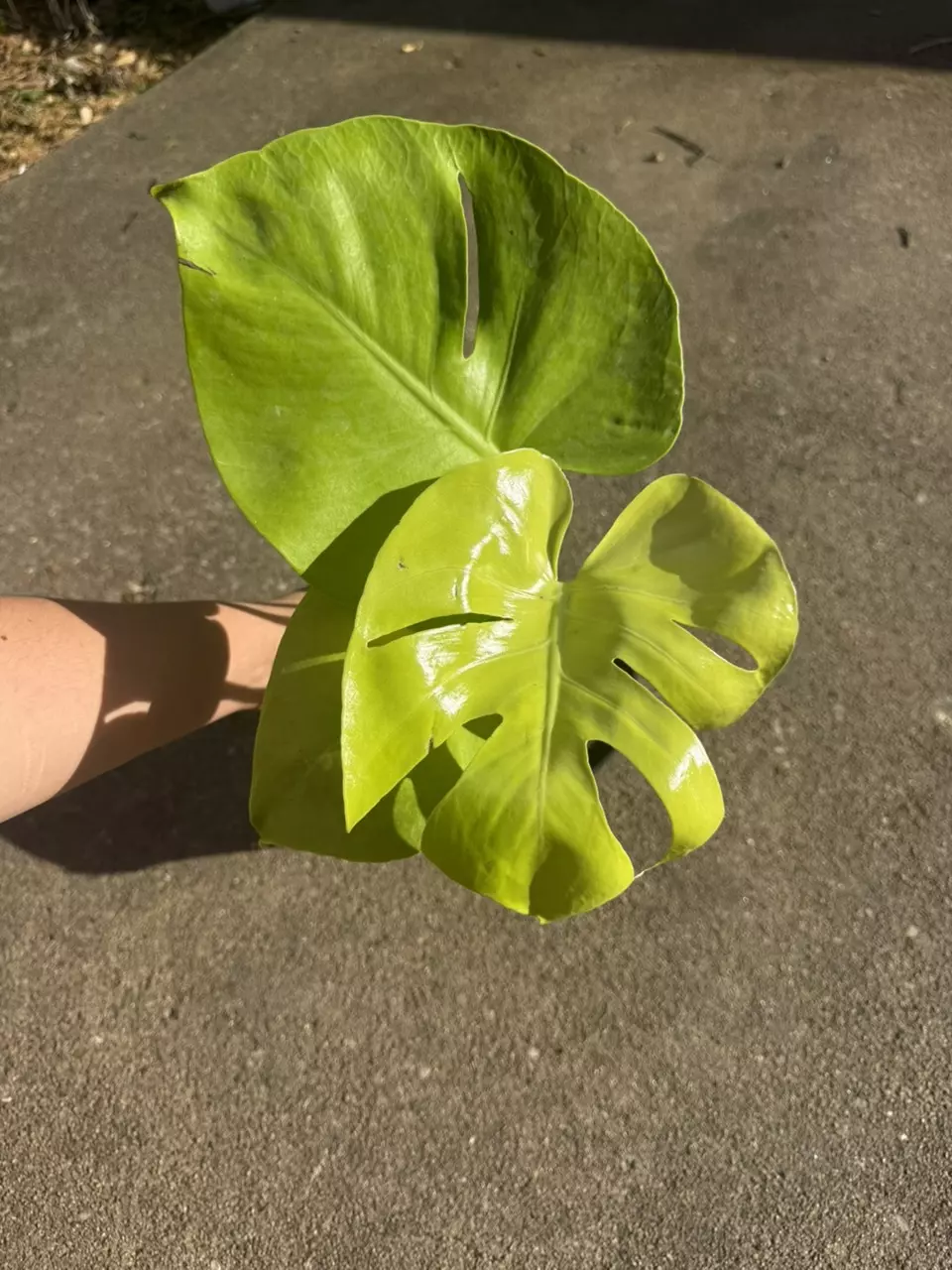 Golden Compacta / Lemon Monstera thumbnail