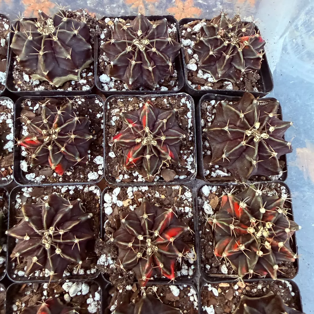 Gymnocalycium Black Pearl thumbnail