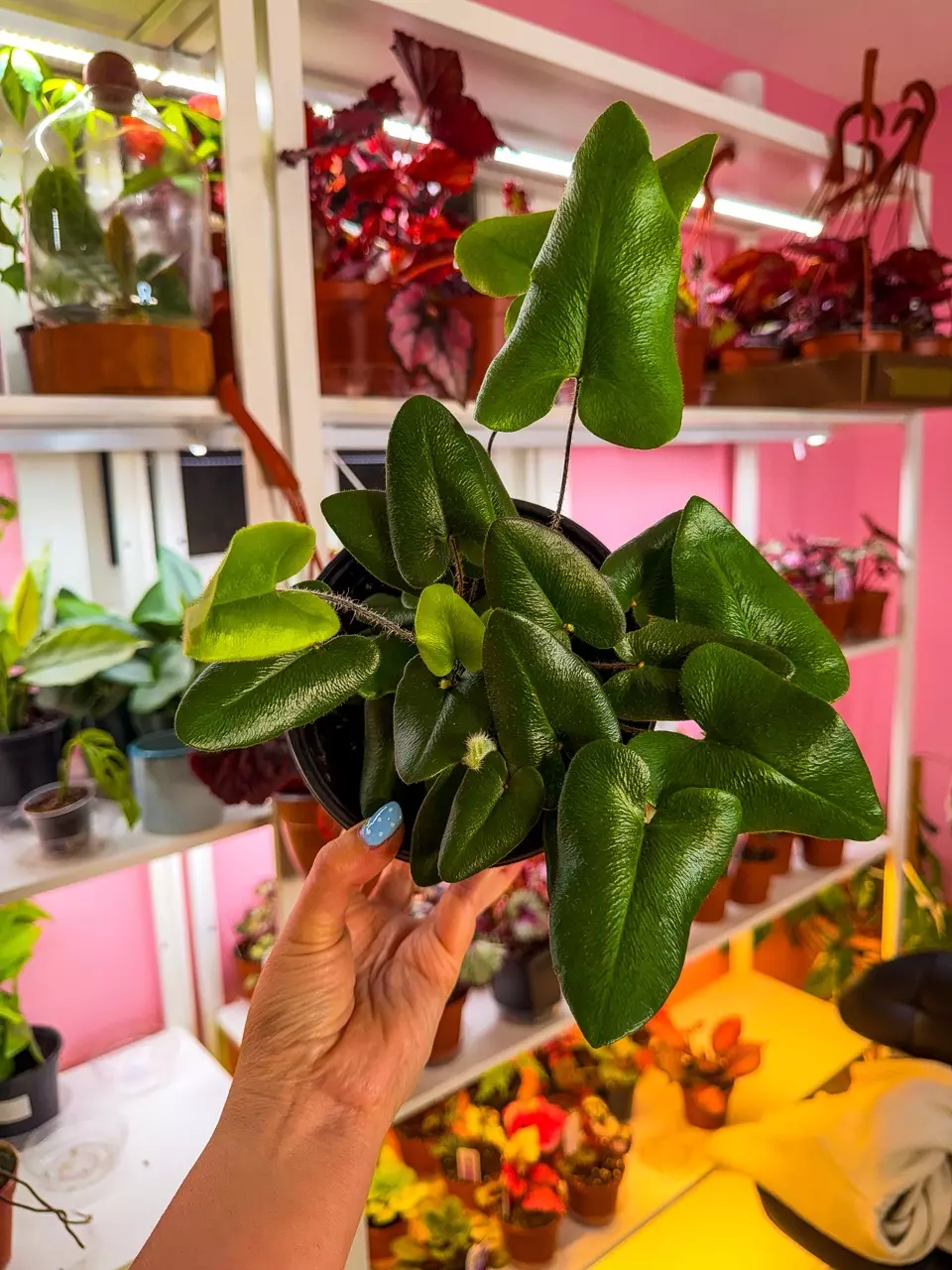 Fern Hearts 6” thumbnail