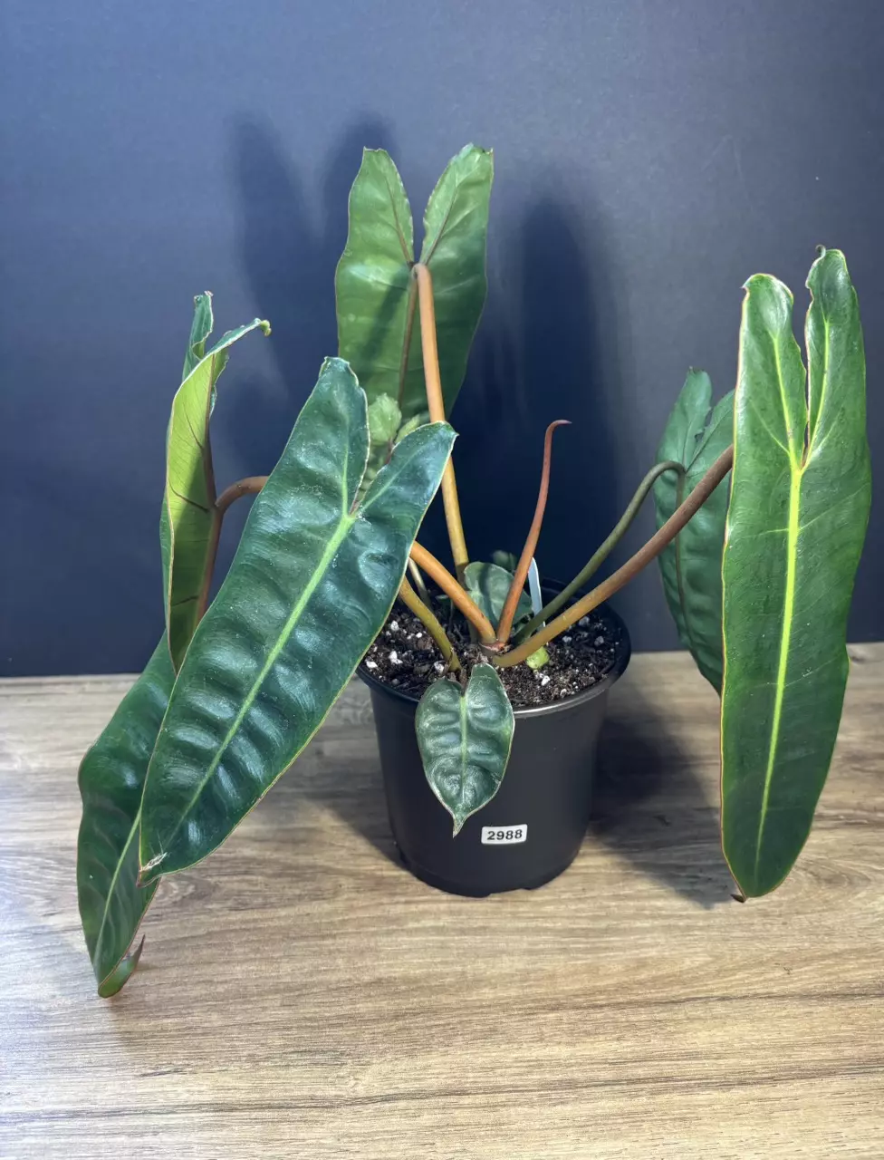 Philodendron Billietiae 5” 2988 thumbnail