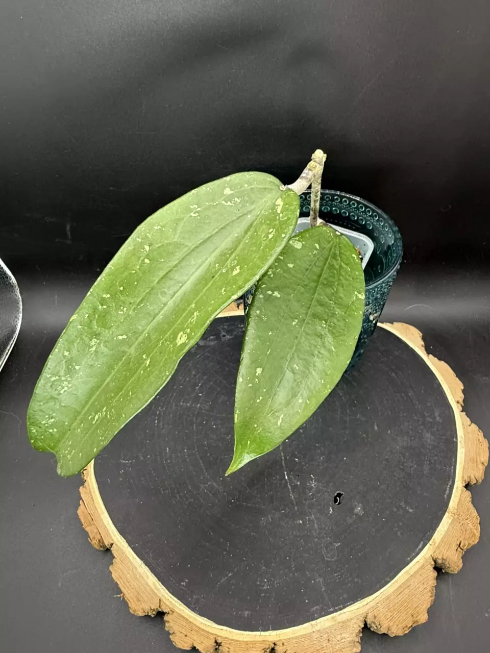 Hoya epc-376 #276 thumbnail