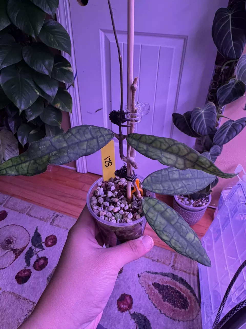 Hoya W/Peduncle 521 thumbnail