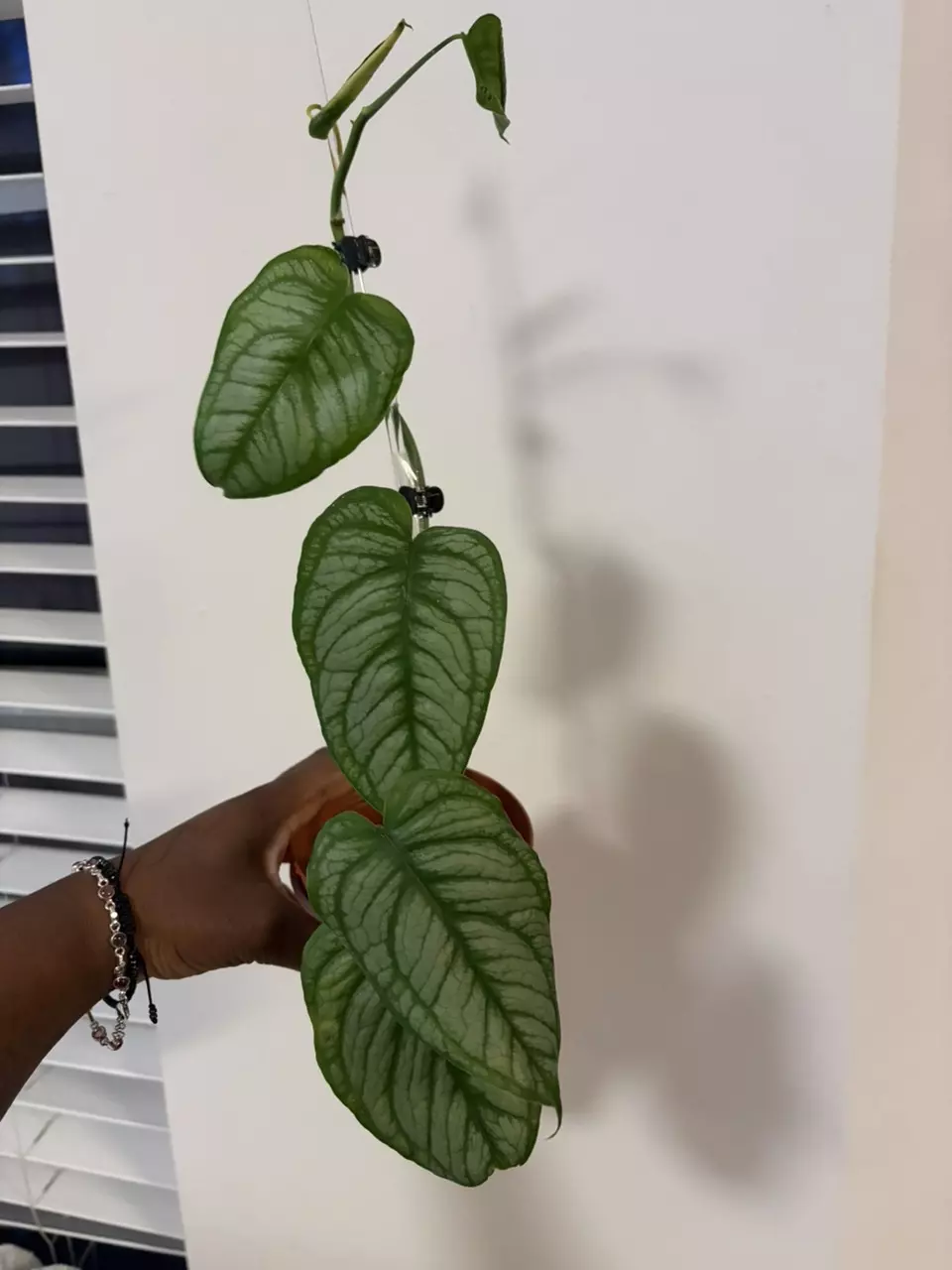 Monstera Siltepecana 'El Salvador' thumbnail
