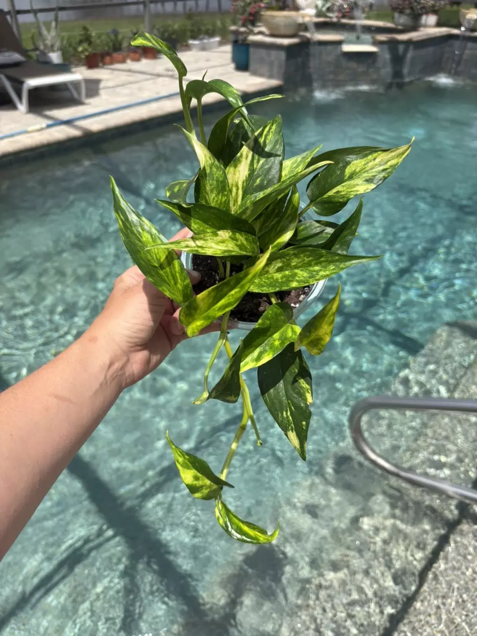 Epi Yellow Flame 186 thumbnail