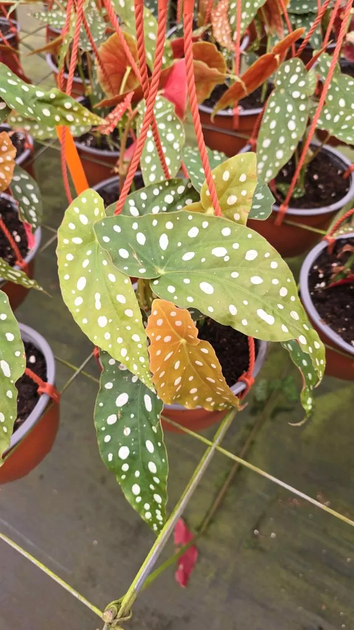 5insq Begonia Maculata GC thumbnail