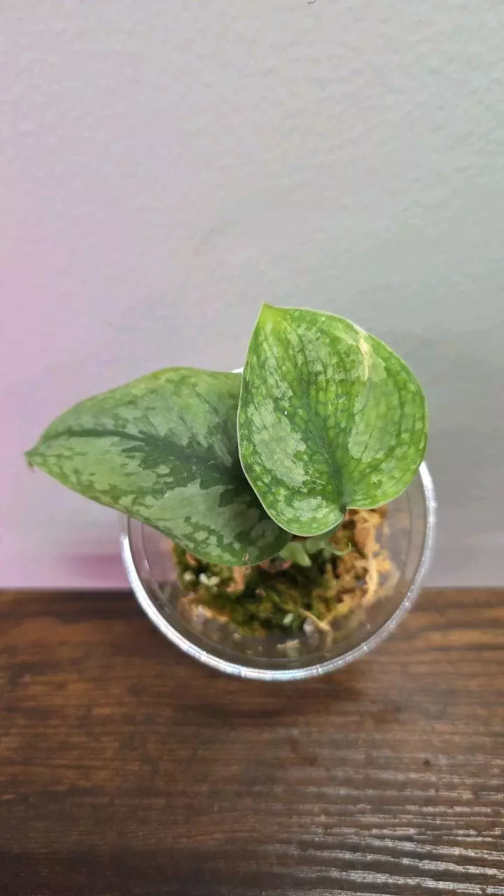 Scindapsus Silver Cloud Aurea 722 thumbnail