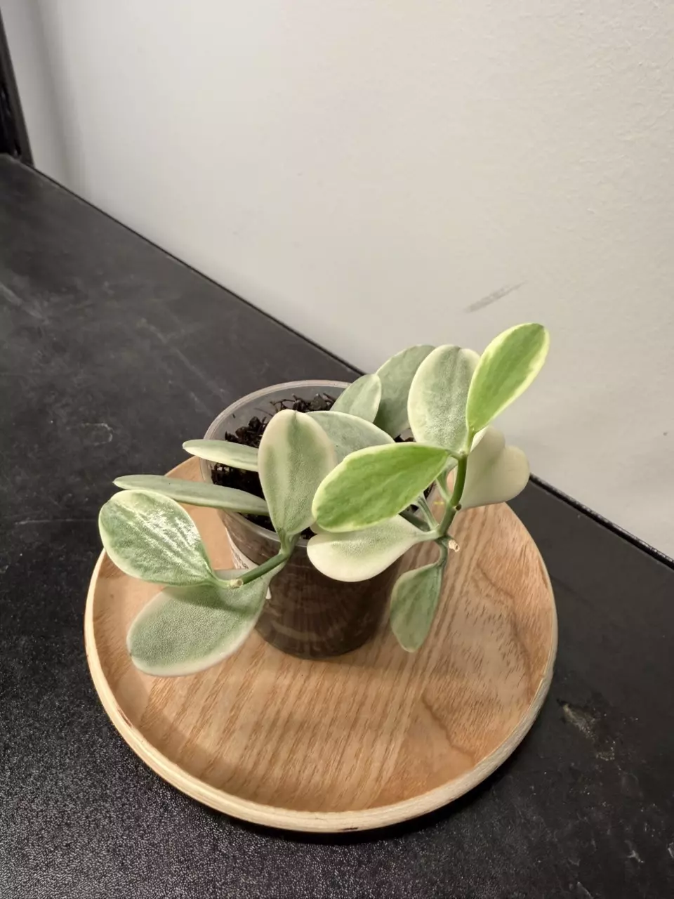 Dischidia Oiantha Variegata thumbnail