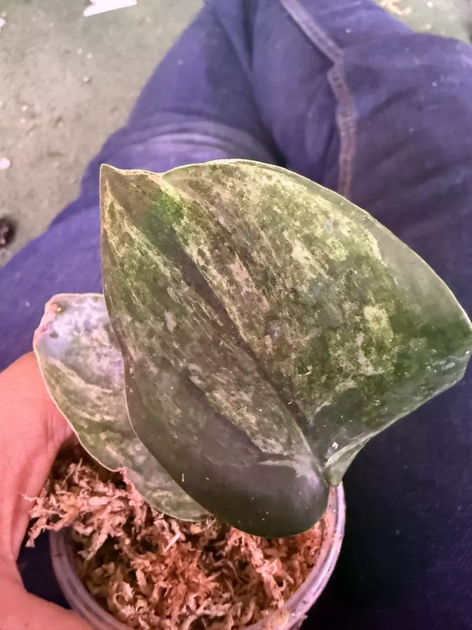 Jade marble scindapsus thumbnail
