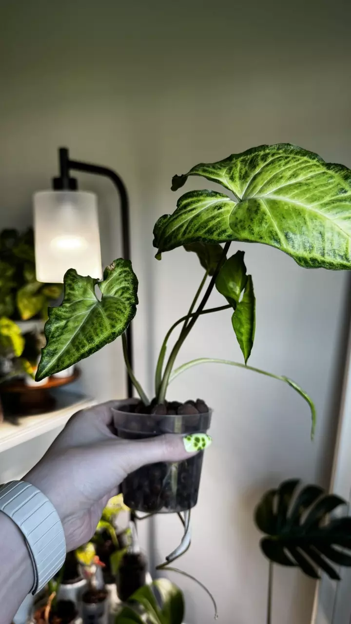 Syngonium White Butterfly thumbnail