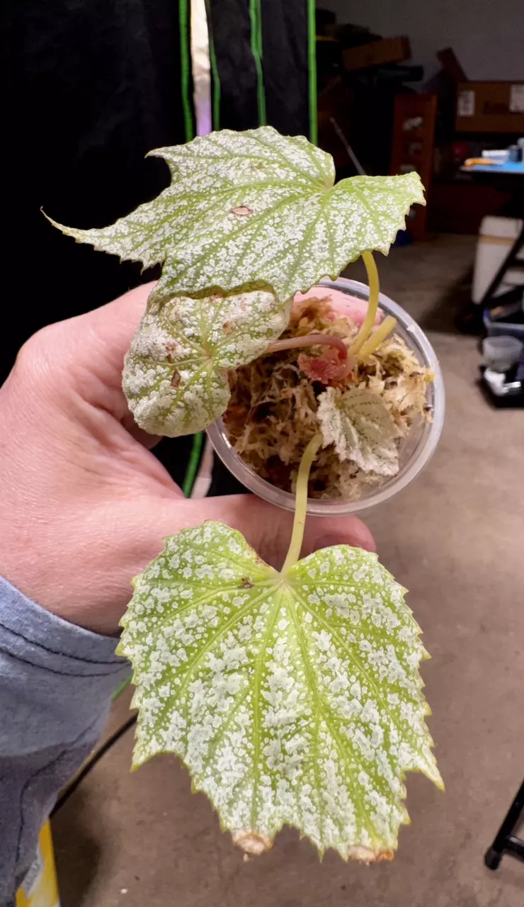 Begonia formosana f. albomaculata thumbnail